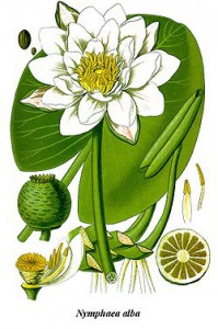 250px-cleaned-illustration_nymphaea_alba.jpg